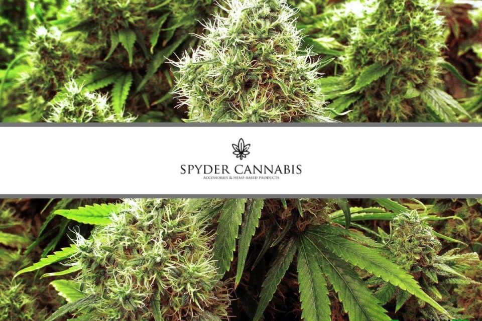 Spyder Cannabis