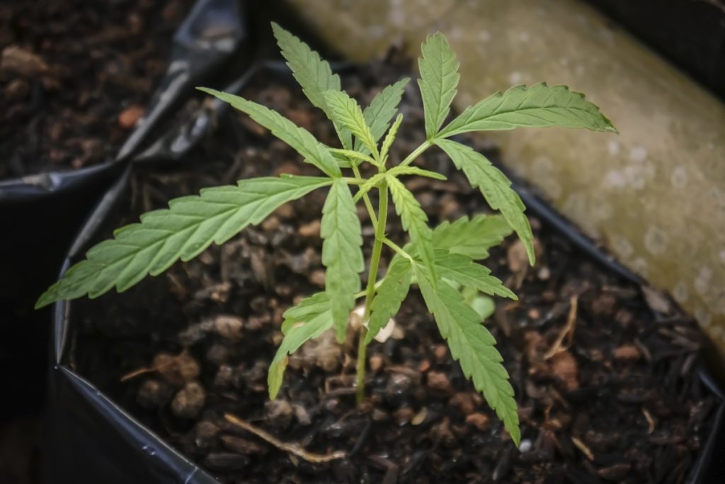 Fine Cannabis Goods National Expansion Plans